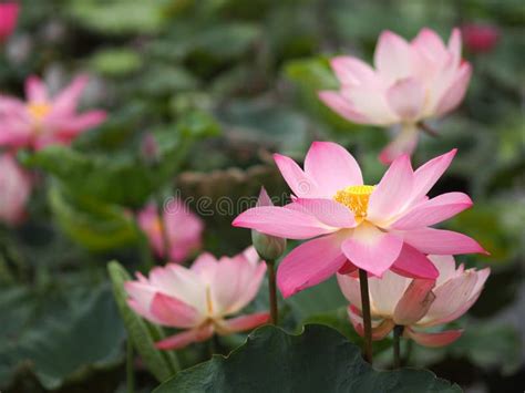 Agua Lily Plantae Sagrado Loto Frijol De India Nelumbo Nelumbonaceae