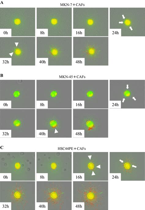 Three Dimensional 3d Collagen Invasion Assay A Representative Download Scientific Diagram