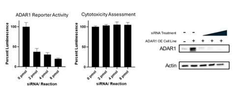 Adar Activity Luciferase Reporter Hek Cell Line Adar Activity