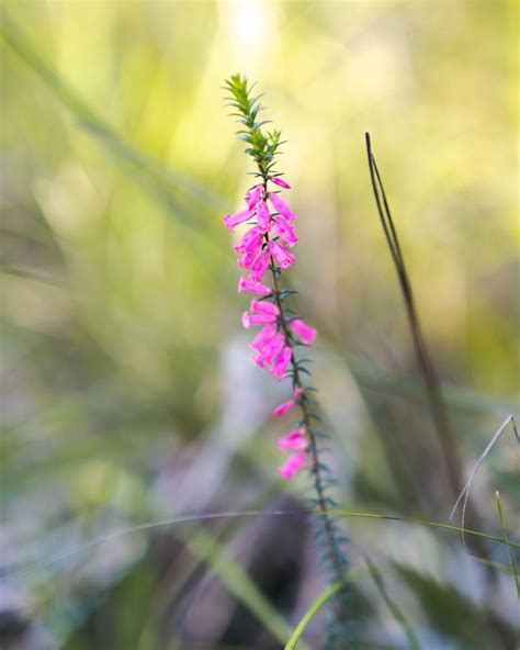 Common Heath - Plants for Spaces