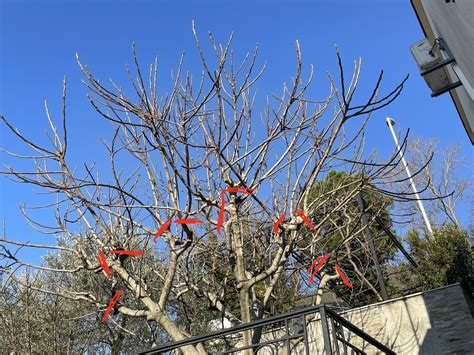 Pruning a fig tree : r/gardening