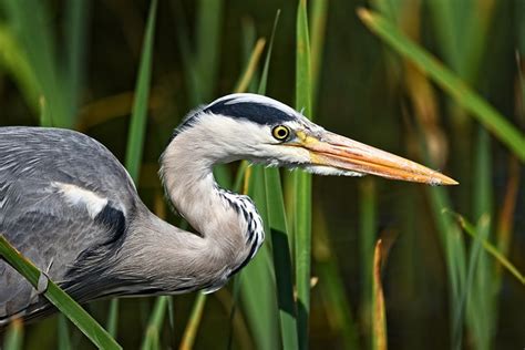 Birds With Long Pointed Beaks The Garden And Patio Home Guide