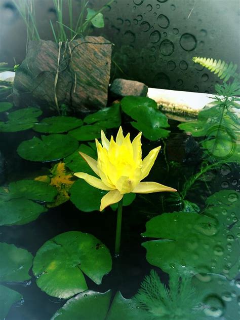 Yellow lotus flower Photograph by Michael African Visions - Pixels