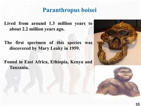 4.human evolution | PPT