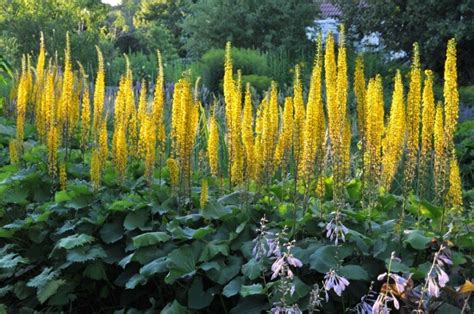 The Beauty Of Yellow Perennial Flowers