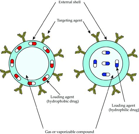 Schematic Representation Of Nbs For Drug Delivery Hydrophilic Drugs