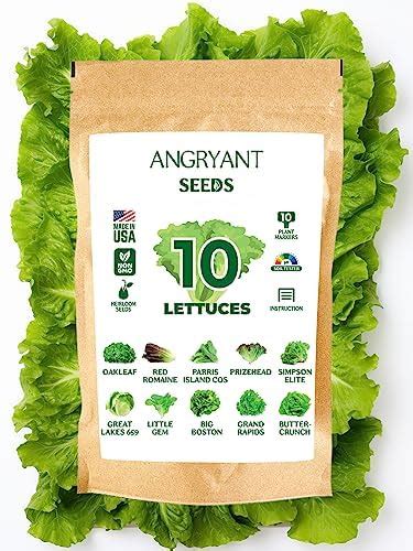 Amazon 10 Lettuce Seeds For Planting Non GMO Heirloom