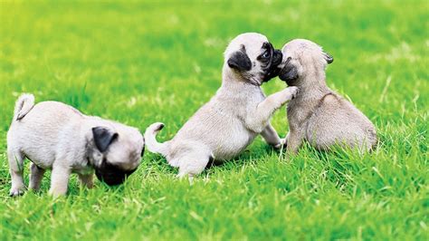 Dogs | Before you bring a pup home - Telegraph India