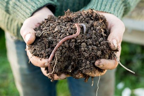 Passo A Passo Para Preparar O Solo Das Suas Plantinhas OBSiGeN