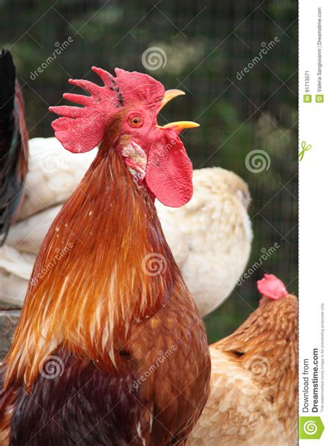 Rooster singing stock image. Image of profile, male, fence - 91713571