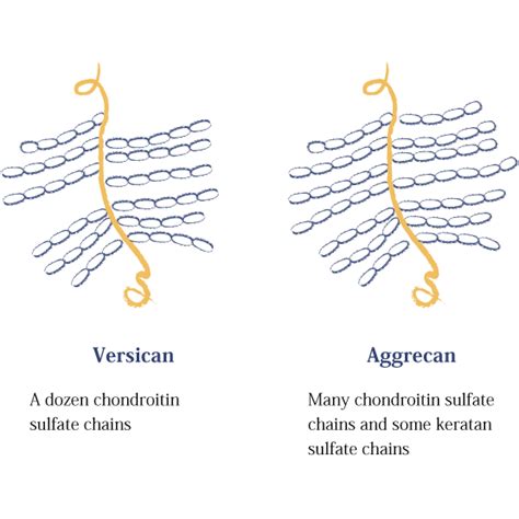 About Proteoglycan