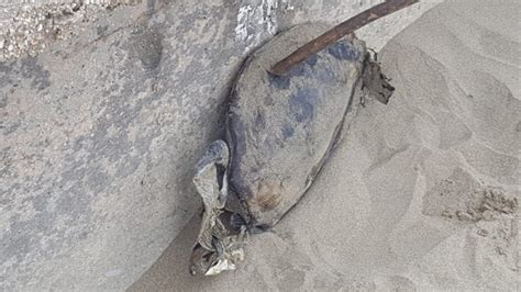 Encuentran Tres Tortugas Muertas En Playas De Coatzacoalcos Veracruz