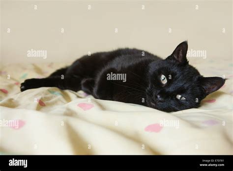 Black Cat Resting On A Bed Stock Photo Alamy