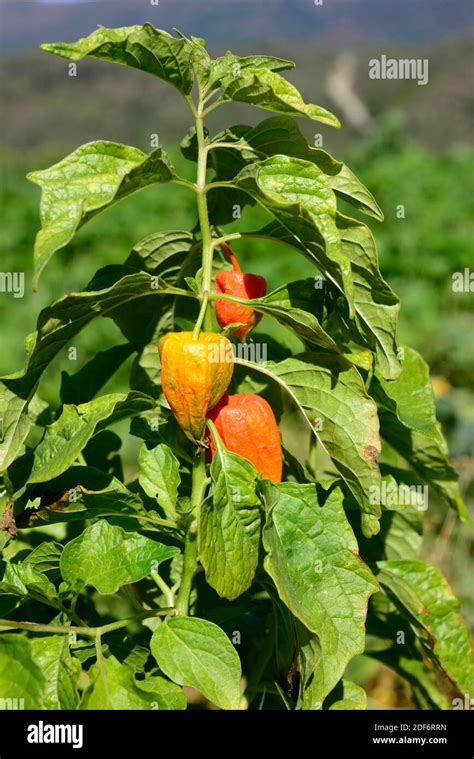 Physalis Alkekengi Edible