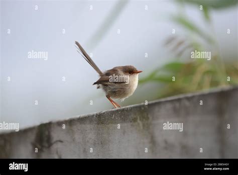 Female Superb Fairy-wren Stock Photo - Alamy