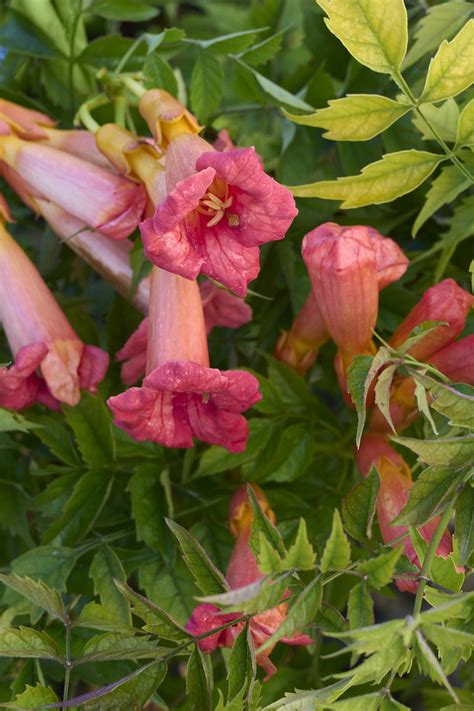 Balboa Sunset Trumpet Vine Campsis Radicans Monbal Monrovia Plant