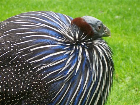 Free Images Wing Structure Wildlife Beak Chicken Fowl Fauna