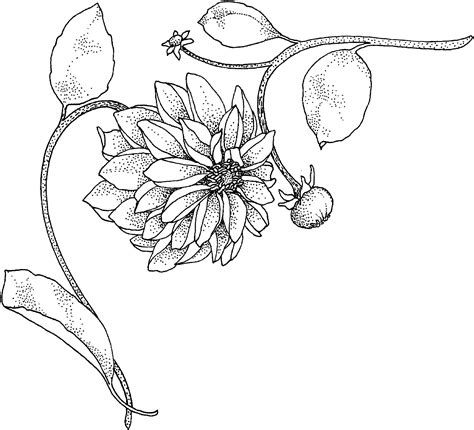 Dahlia Coloring Page - Free Printable Coloring Pages