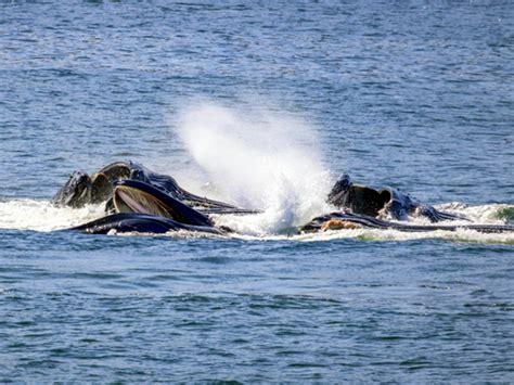 Icy Strait Whale Watching Excursion - Icy Strait Excursions