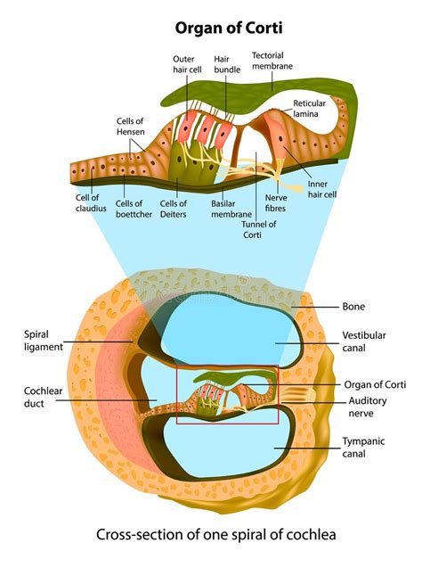 Basilar Membrane Stock Illustrations – 15 Basilar Membrane Stock Illustrations, Vectors ...