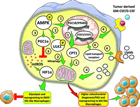 Stat3 Stat5 And Ampk Mediate The Metabolic Reprogramming Of Mdscs To