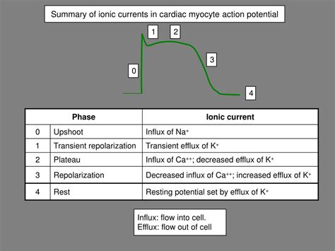 Ppt Cardiac Electrical Activity Powerpoint Presentation Free Download Id 2235405