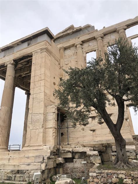 Olive Tree Olive Tree Athens Tree