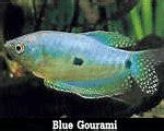 Gourami Fish And Freshwater Tropical Fish Exporter And Aquatic Plants