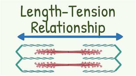 Length Tension Relationship Length Tension Diagram Of Muscle YouTube