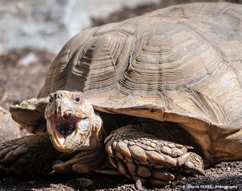 African Spurred Tortoise Ifp Lr Ignacio Ferre P Rez Flickr