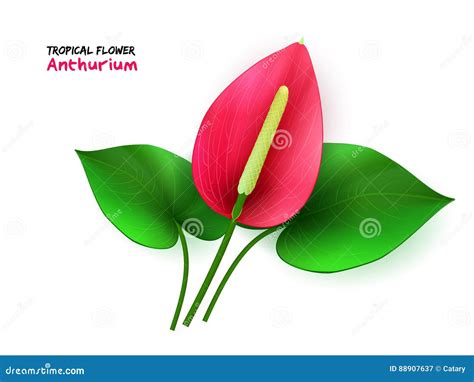 Vector Illustration Of Isolated Realistic Tropical Blooming Anthurium