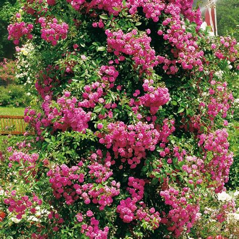 Nostalgische Kletterrose Super Dorothy Baumschule Pflanzen De