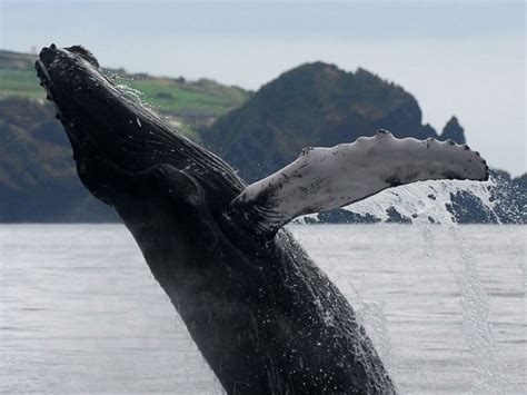 Islands Where Whale Hunting Became Whale Watching