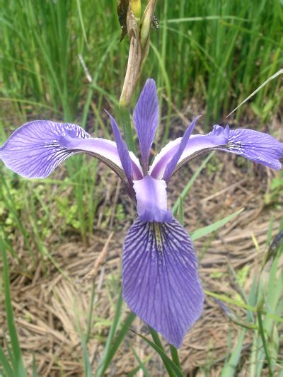 Flore du Québec :: Harlequin blue flag [Iris versicolor] pictures