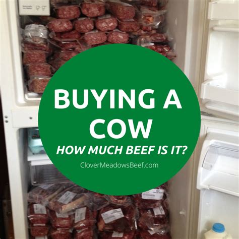 Buying A Half Cow How Much Beef Is It Video Clover Meadows Beef