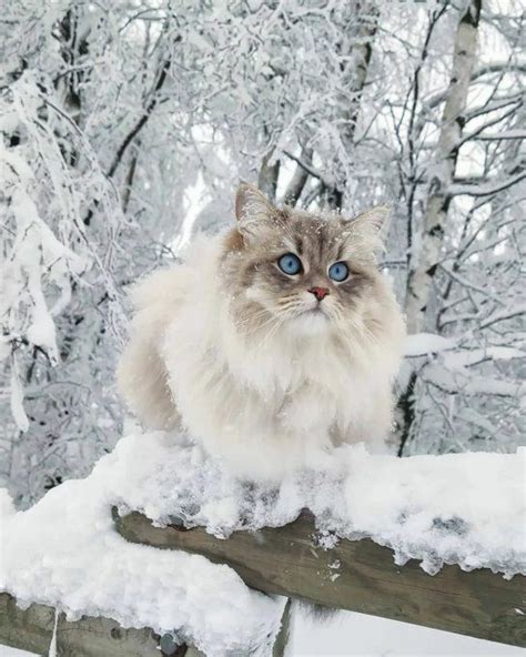 Purrfectly Captivating A Journey Into The World Of Himalayan Felines