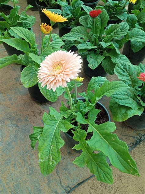 Zerbera flower at Rs 120/piece | Gerbera Flowers in Faridabad | ID ...