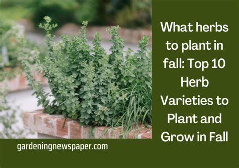 What Herbs To Plant In Fall Top 10 Herb Varieties To Plant And Grow