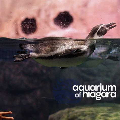 Aquarium of Niagara - Visit Niagara Falls