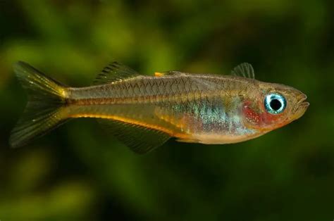 Pseudomugil Furcatus Forktail Blue Eye Popondetta Furcata