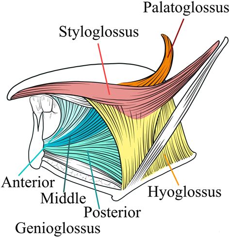 The Tongue Muscles Innervation Vasculature TeachMeAnatomy, 46% OFF