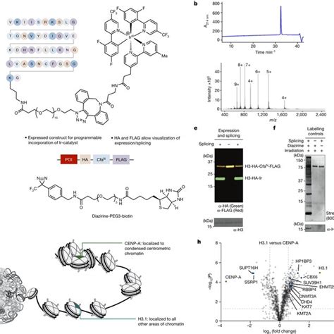 Tracking Chromatin State Changes Using Nanoscale Photo Proximity