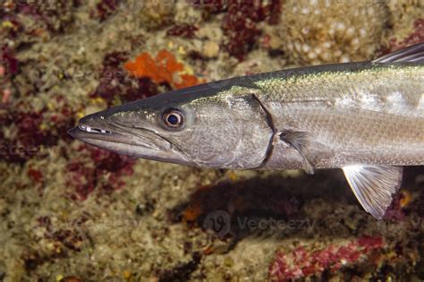 Barracuda Fish underwater 17233692 Stock Photo at Vecteezy