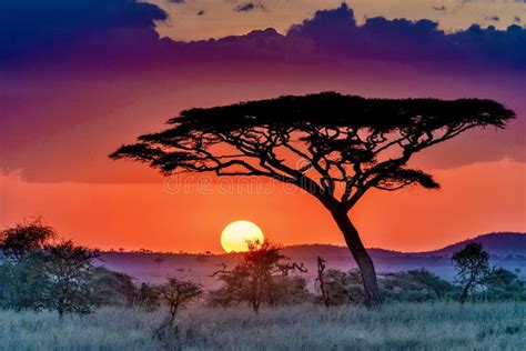 Beautiful Scenery Of A Tree In The Savanna Plains During Sunset