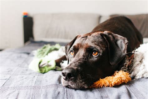 Stress Bij Honden Herkennen Oplossen En Voorkomen Fokker Petfood