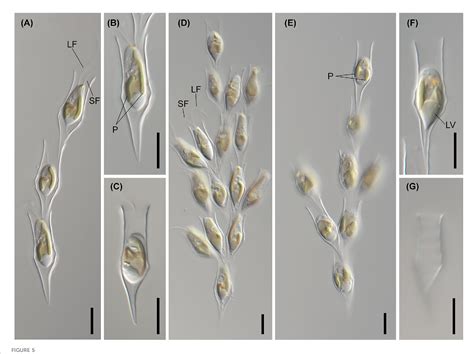 Figure 5 From Multigene Phylogeny Reveals A Cryptic Diversity In The