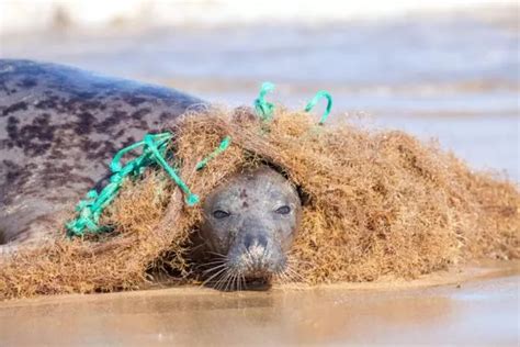 How Water Pollution Affects Marine Animals