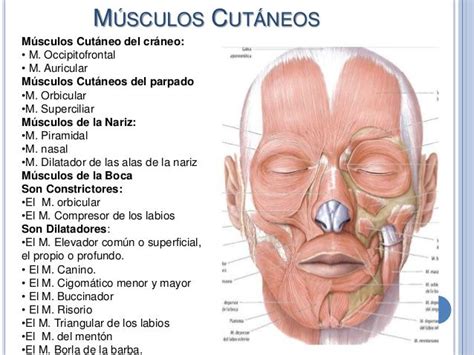 M Sculos Superficiales Y Profundos De La Cara Anatomia Musculos