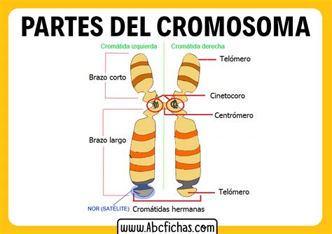 Estructura De Un Cromosoma ABC Fichas