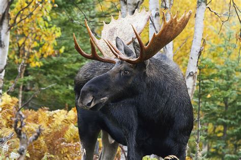 Bull Moose Standing In The Forest Photograph By Philippe Henry